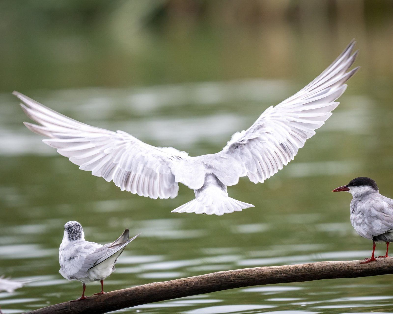 pe canale in delta dunarii