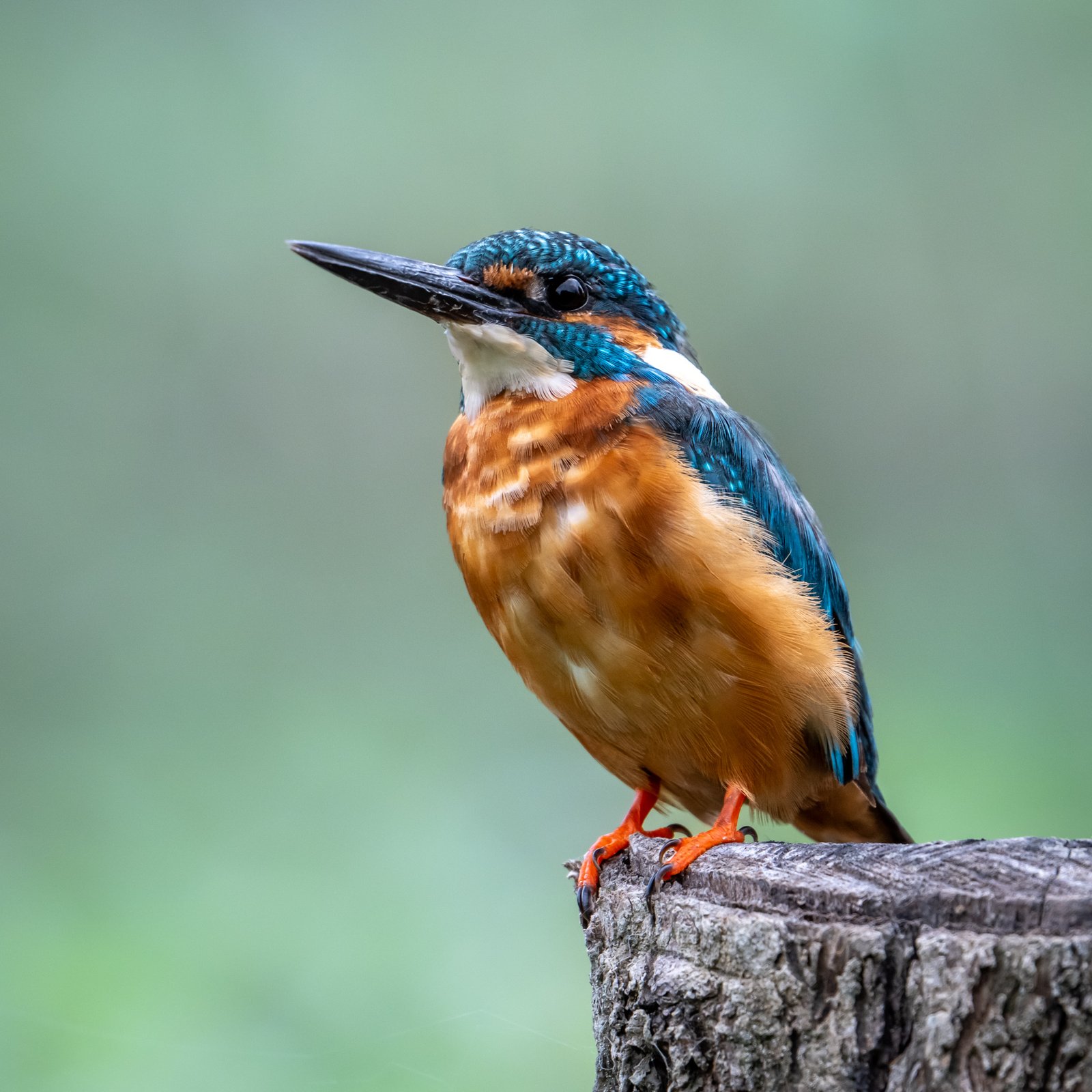 Pasăre zburând la apus vibrant.