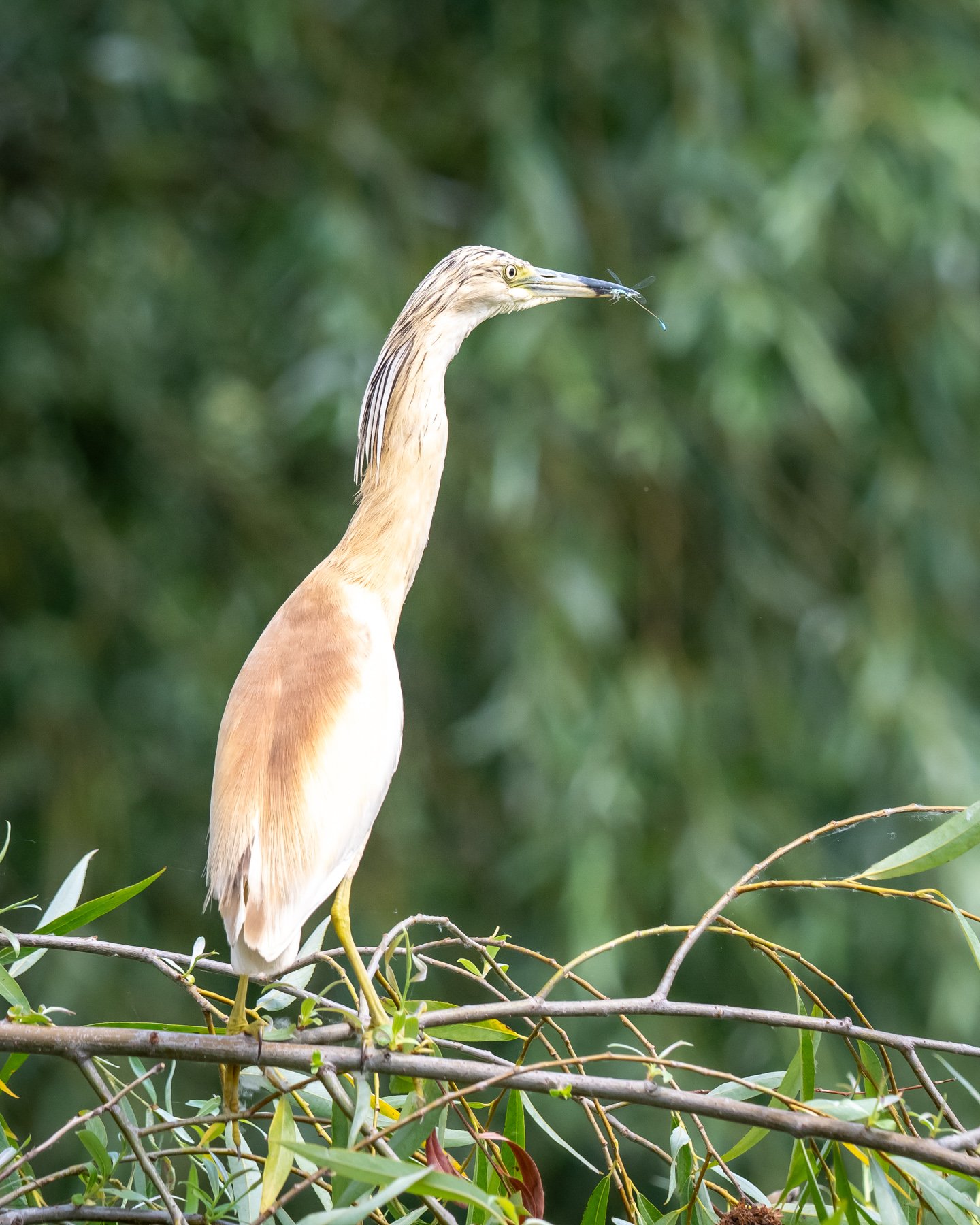 Pasăre zburând la apus vibrant.