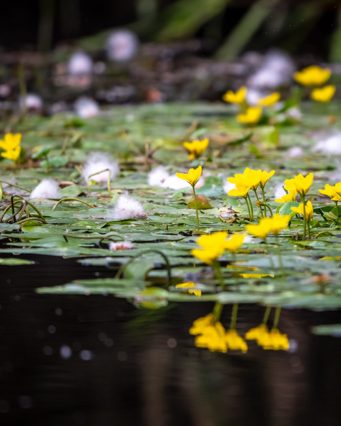 pe canale in delta dunarii
