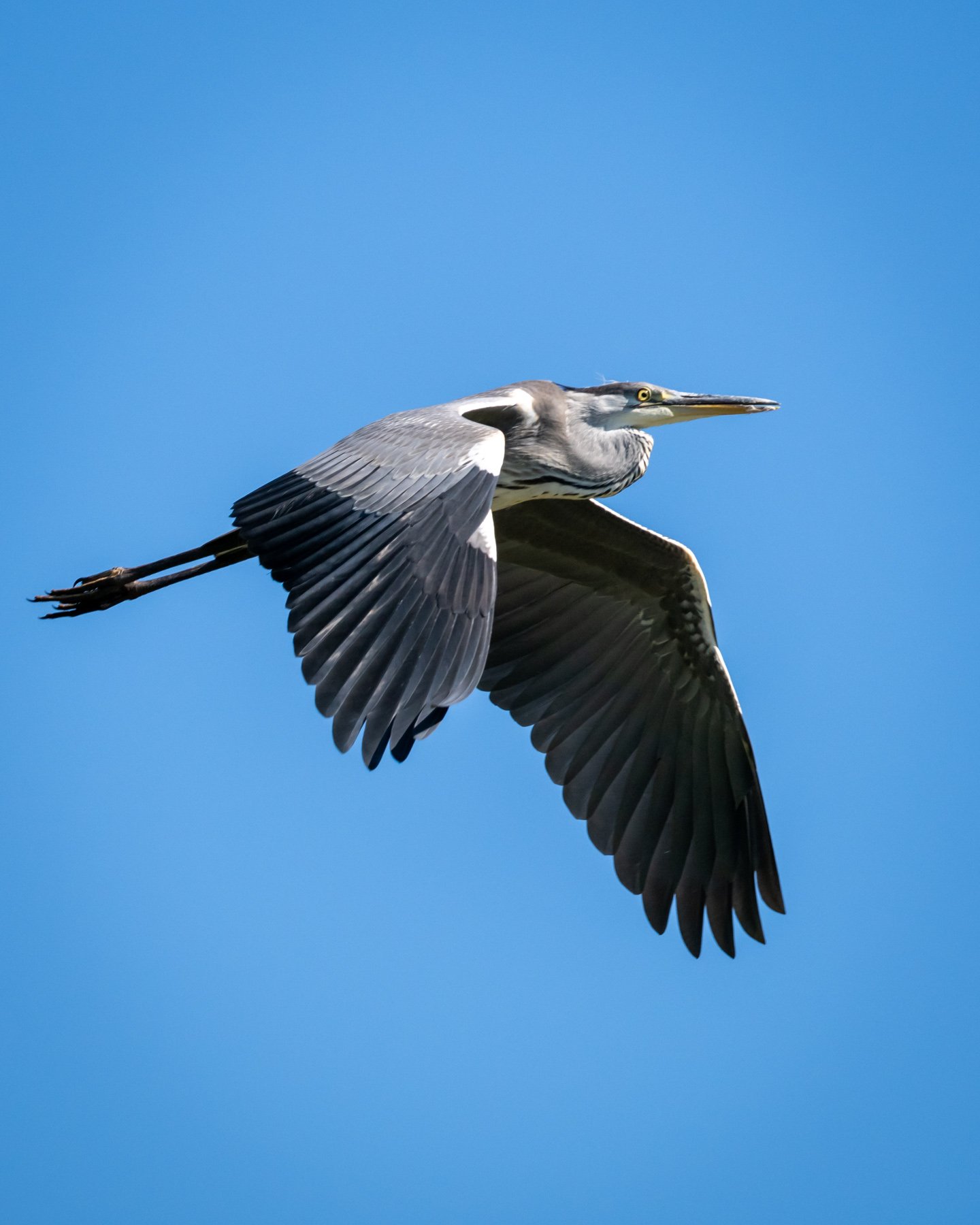 la pescuit in delta dunarii