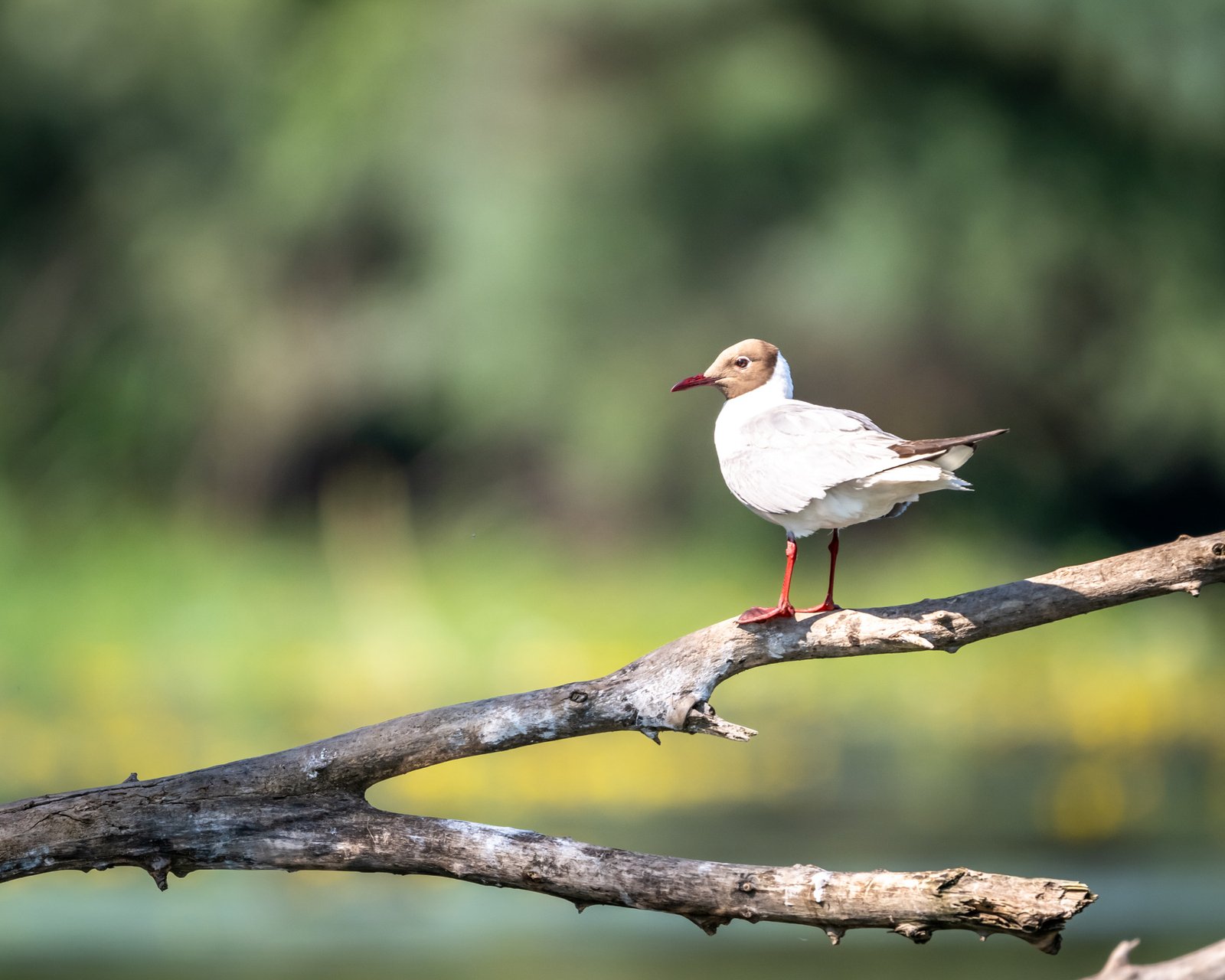 pe canale in delta dunarii