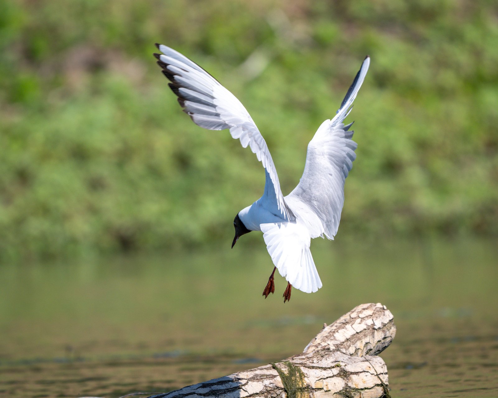 pe canale in delta dunarii
