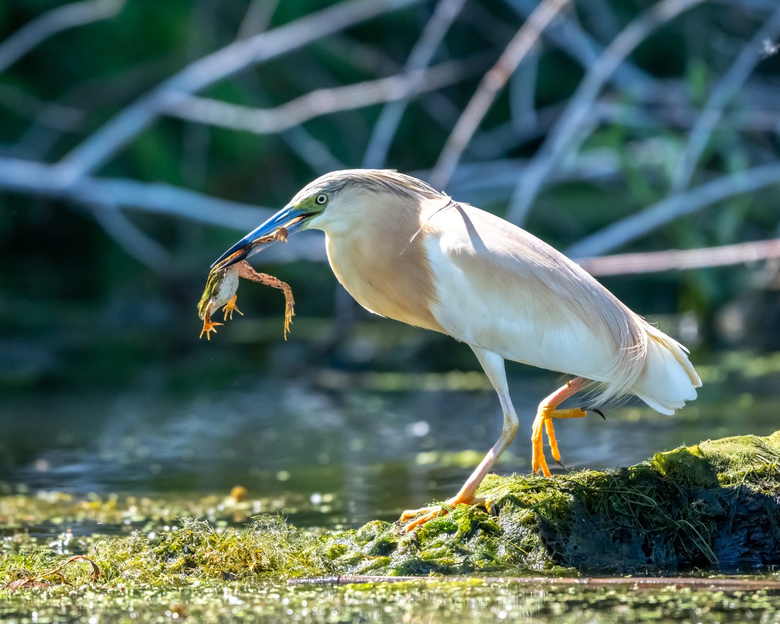 la pescuit in delta dunarii